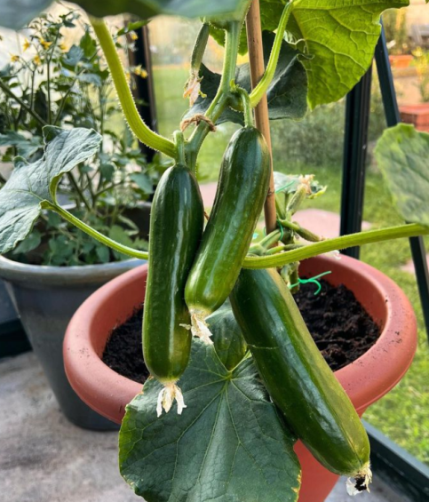 How To Plant Cucumbers Seed Selection Garden Care And Expert Advice